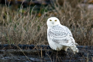 Snowy Owl